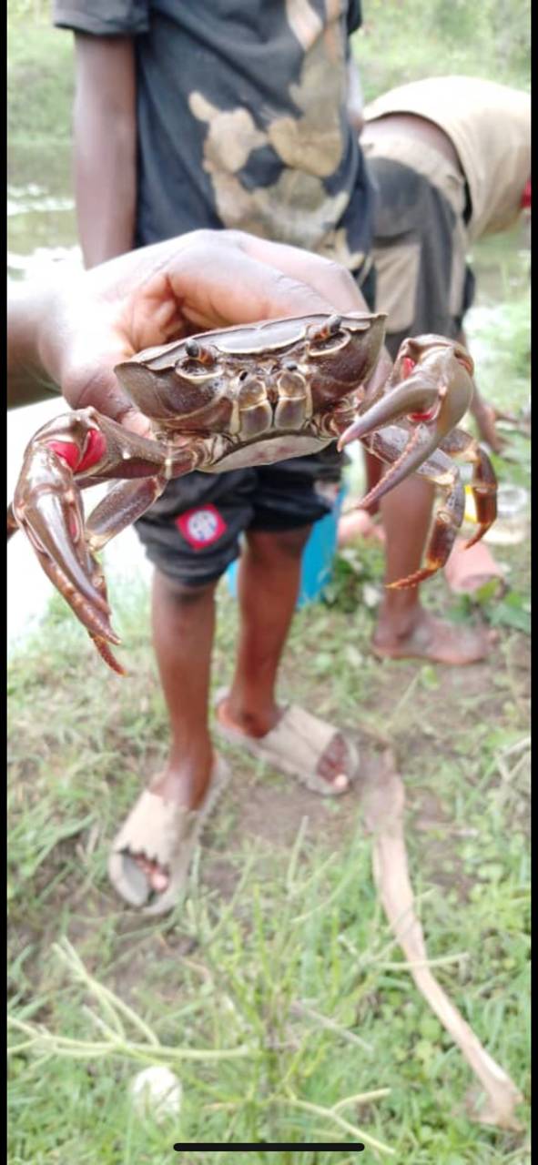 Acanthothelphusa kisangani image