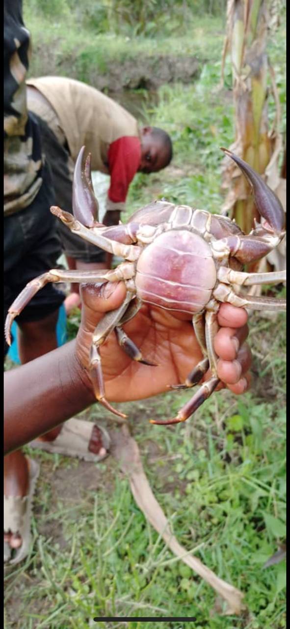 Acanthothelphusa image