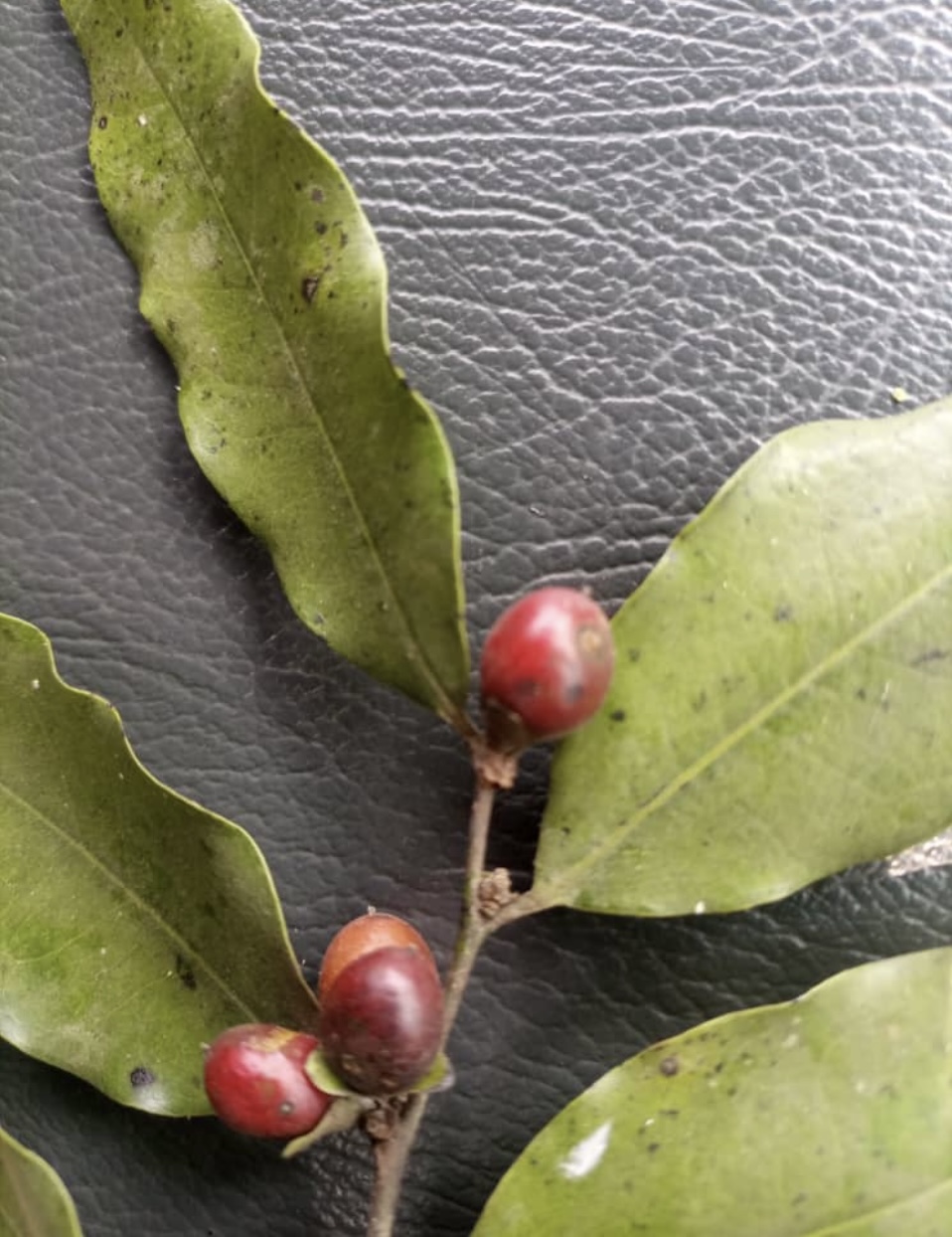 Diospyros image