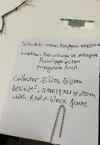 Media resource of Diospyros abyssinica