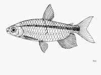 Media resource of Brachyalestes jacksonii