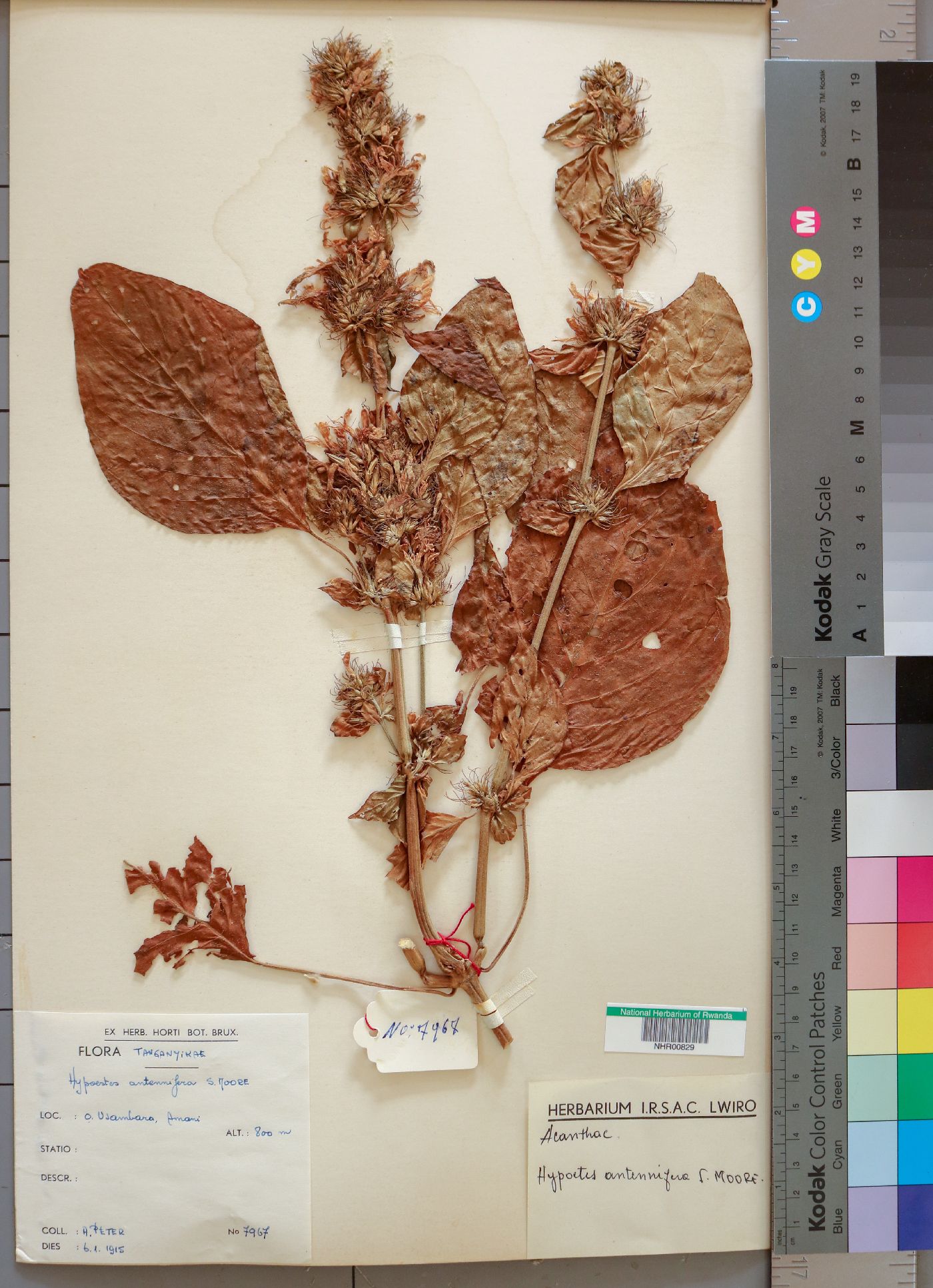 Hypoestes aristata image