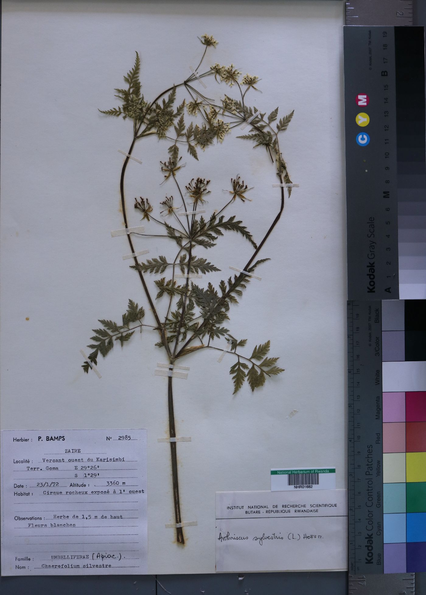 Anthriscus sylvestris image