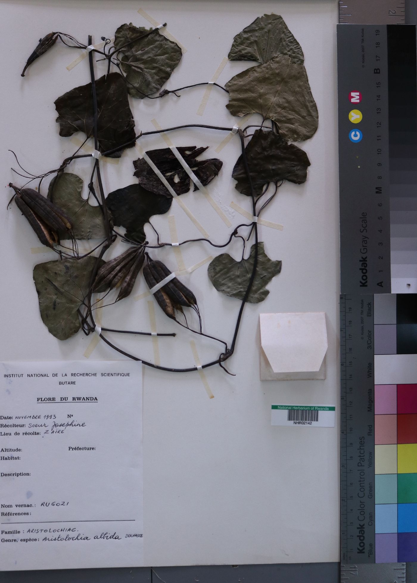 Aristolochiaceae image