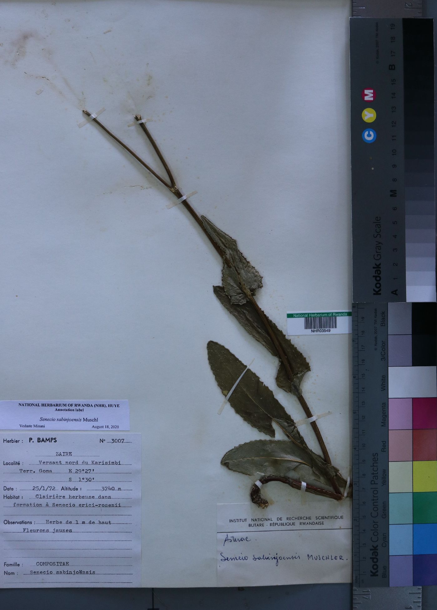 Senecio sabinjoensis image