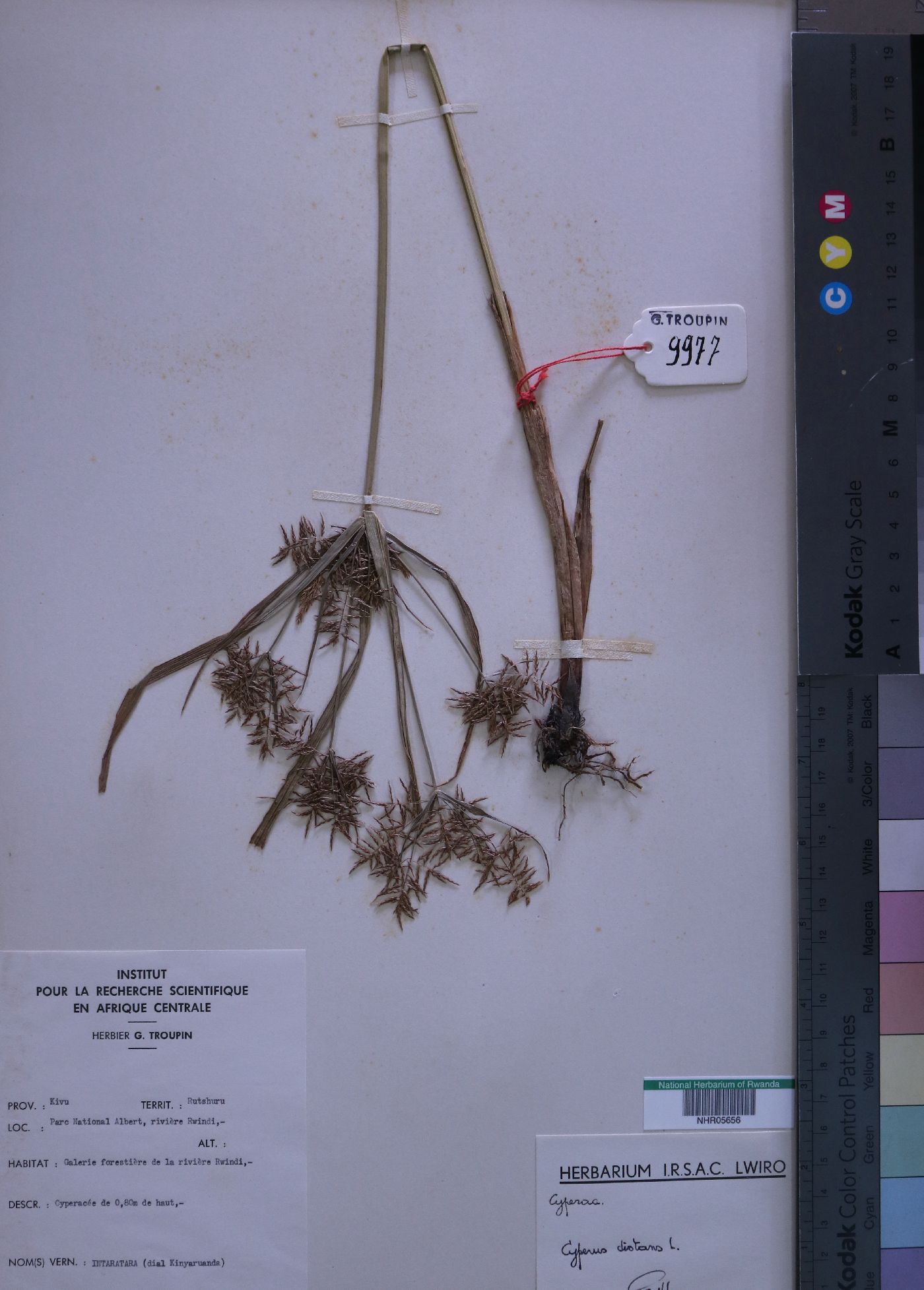 Cyperus distans image