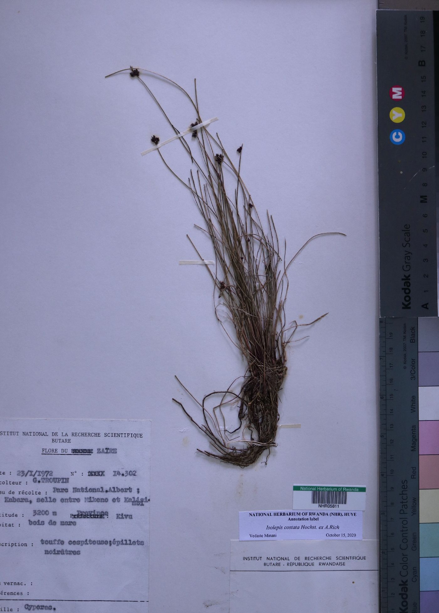 Isolepis costata image