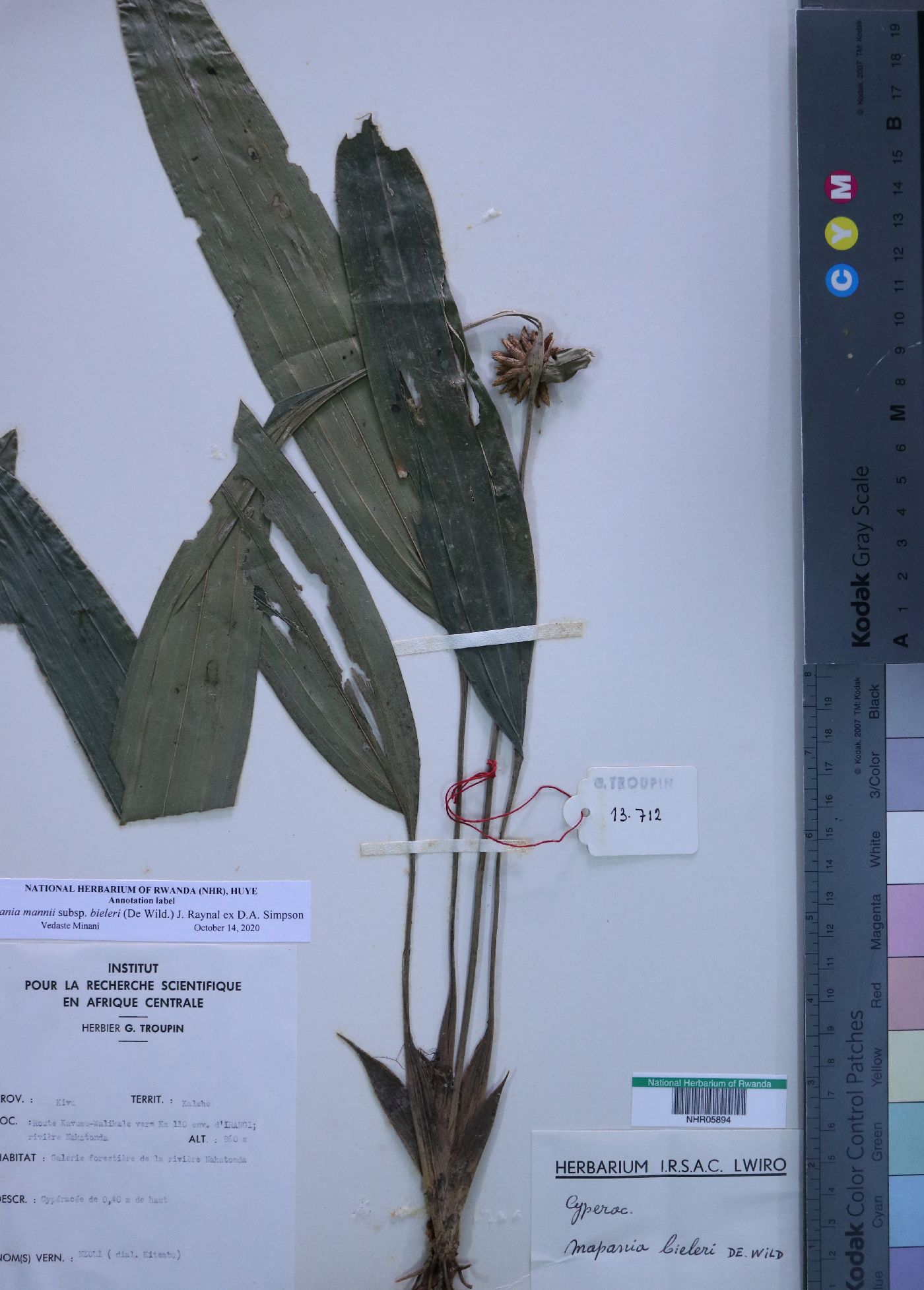 Mapania mannii image