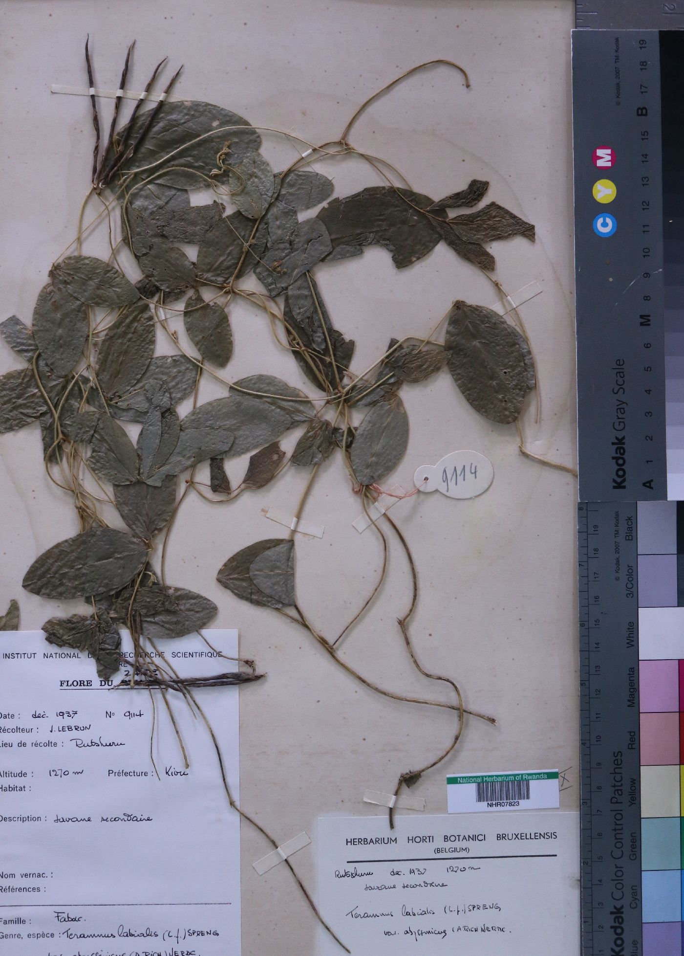 Teramnus labialis image