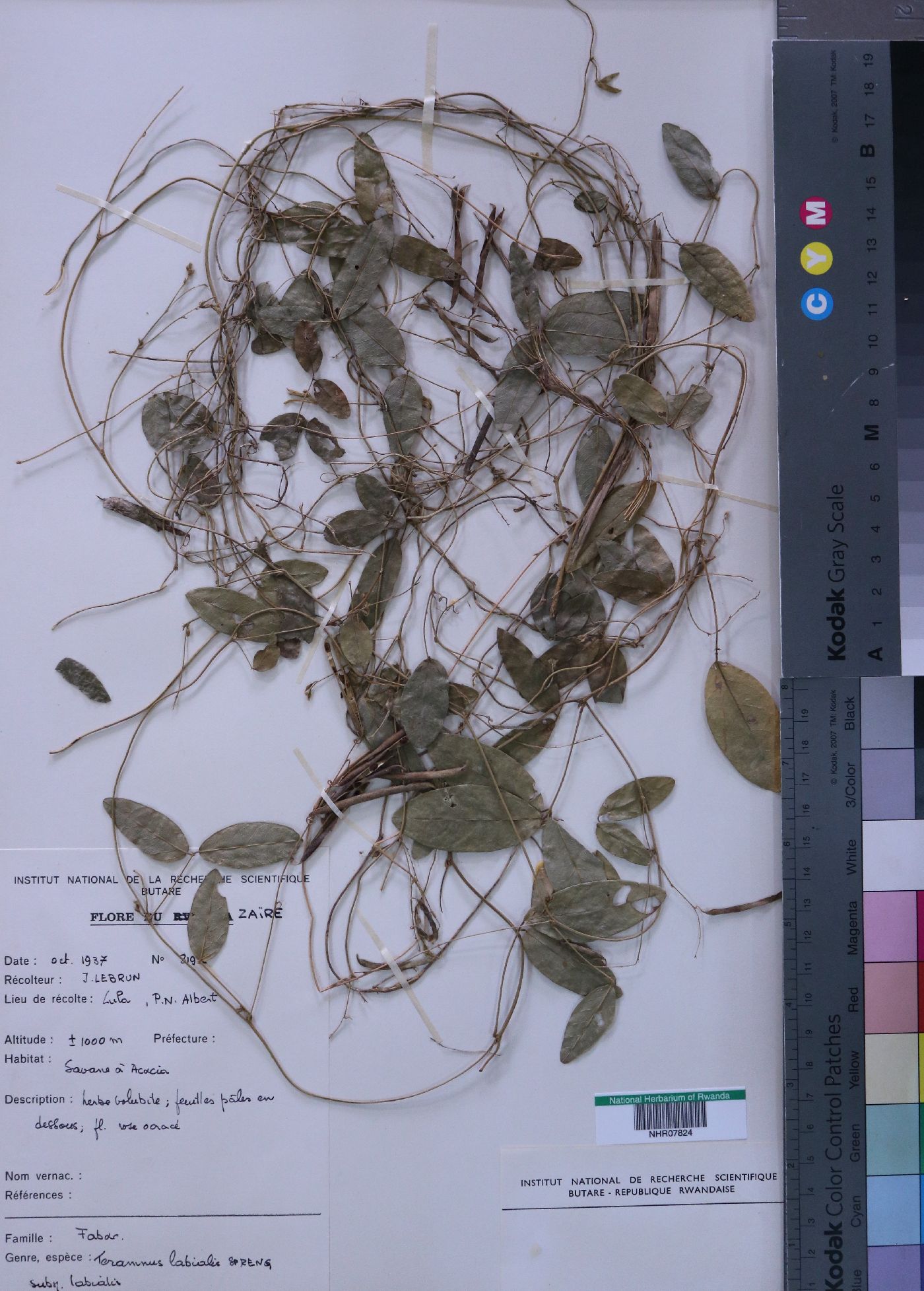 Teramnus labialis image