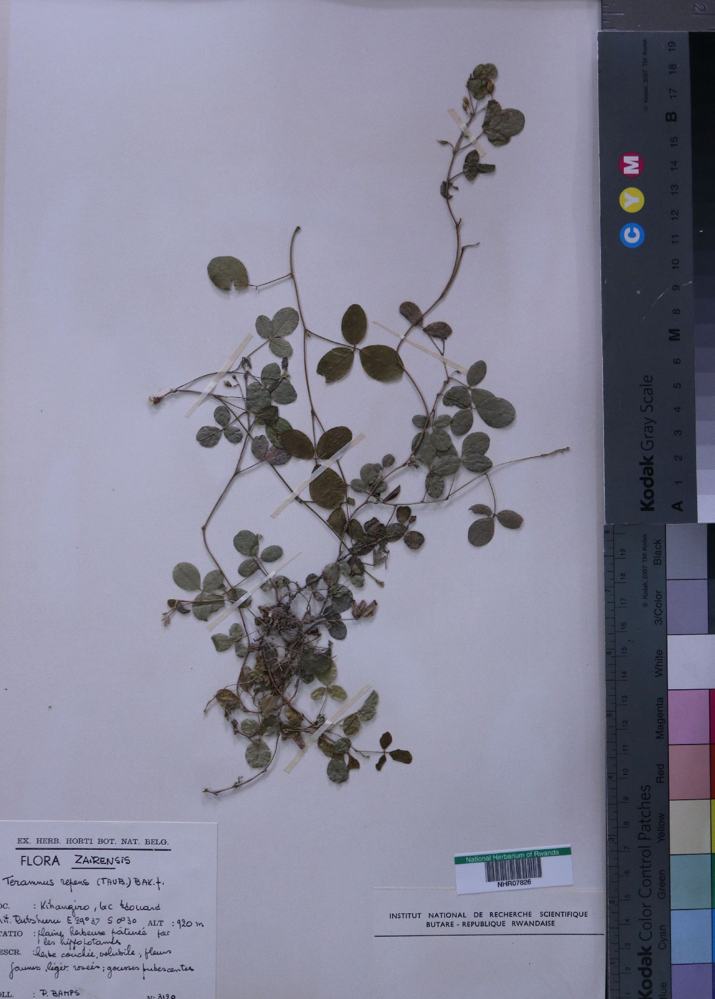 Teramnus repens image