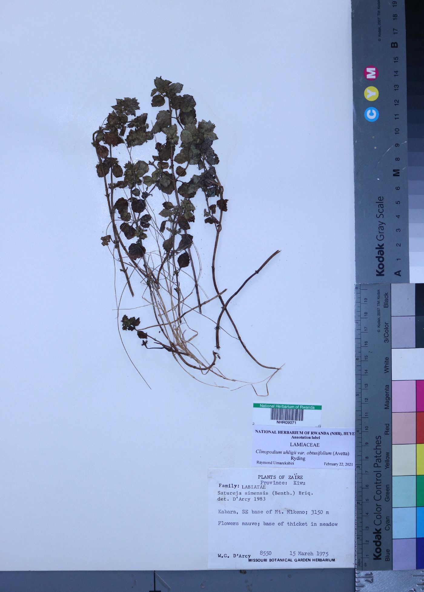 Clinopodium simense image