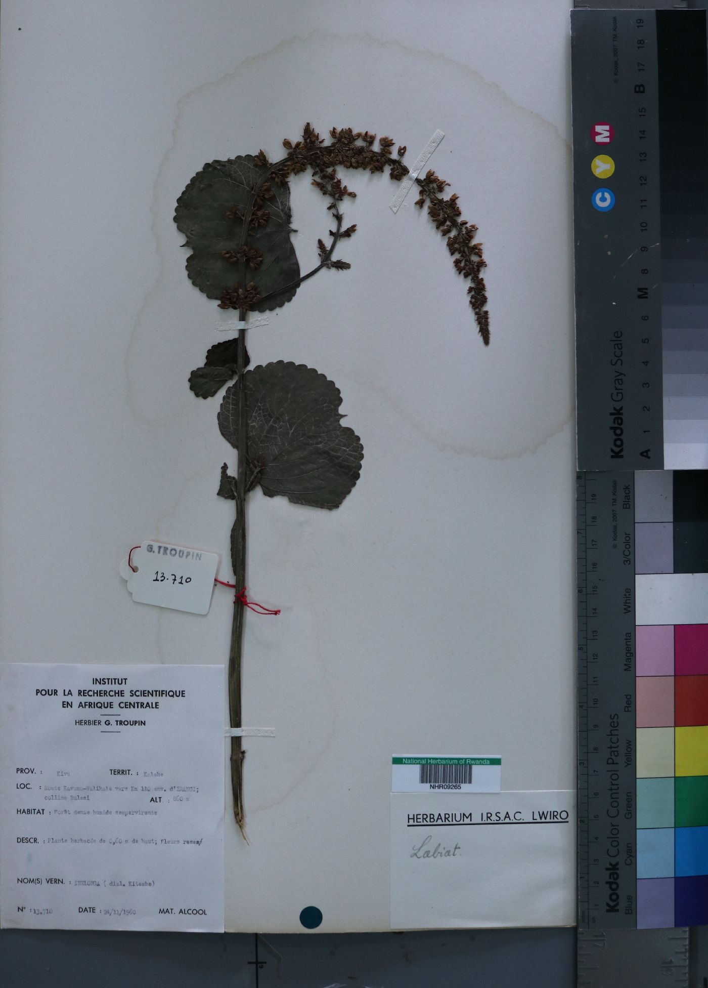 Plectranthus image