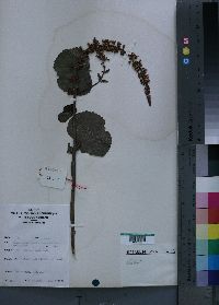 Image Associated With the Occurence