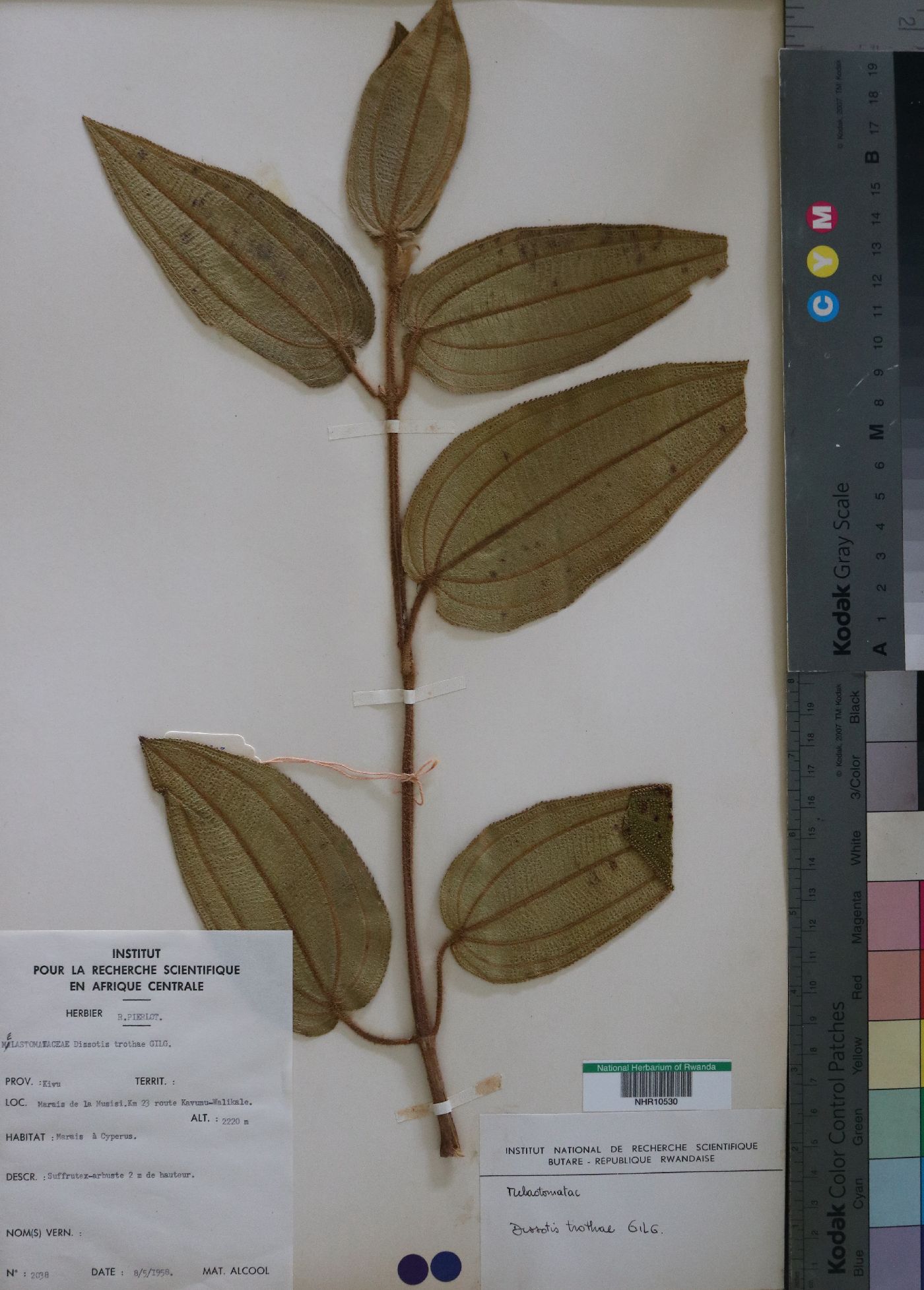 Melastomataceae image