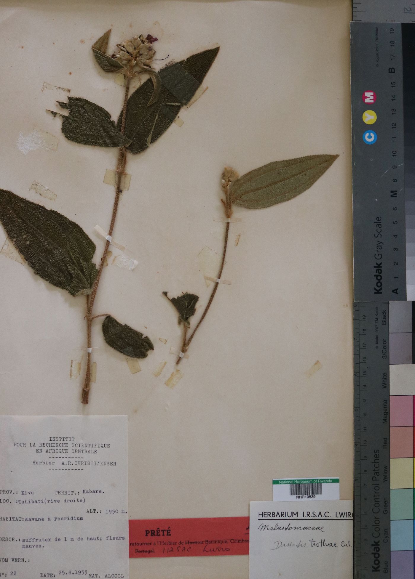 Rosettea trothae image