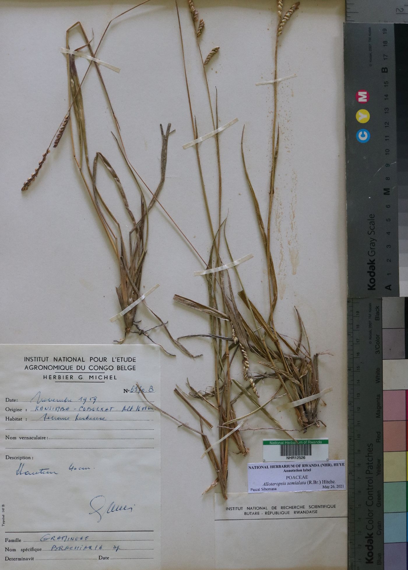 Alloteropsis semialata image