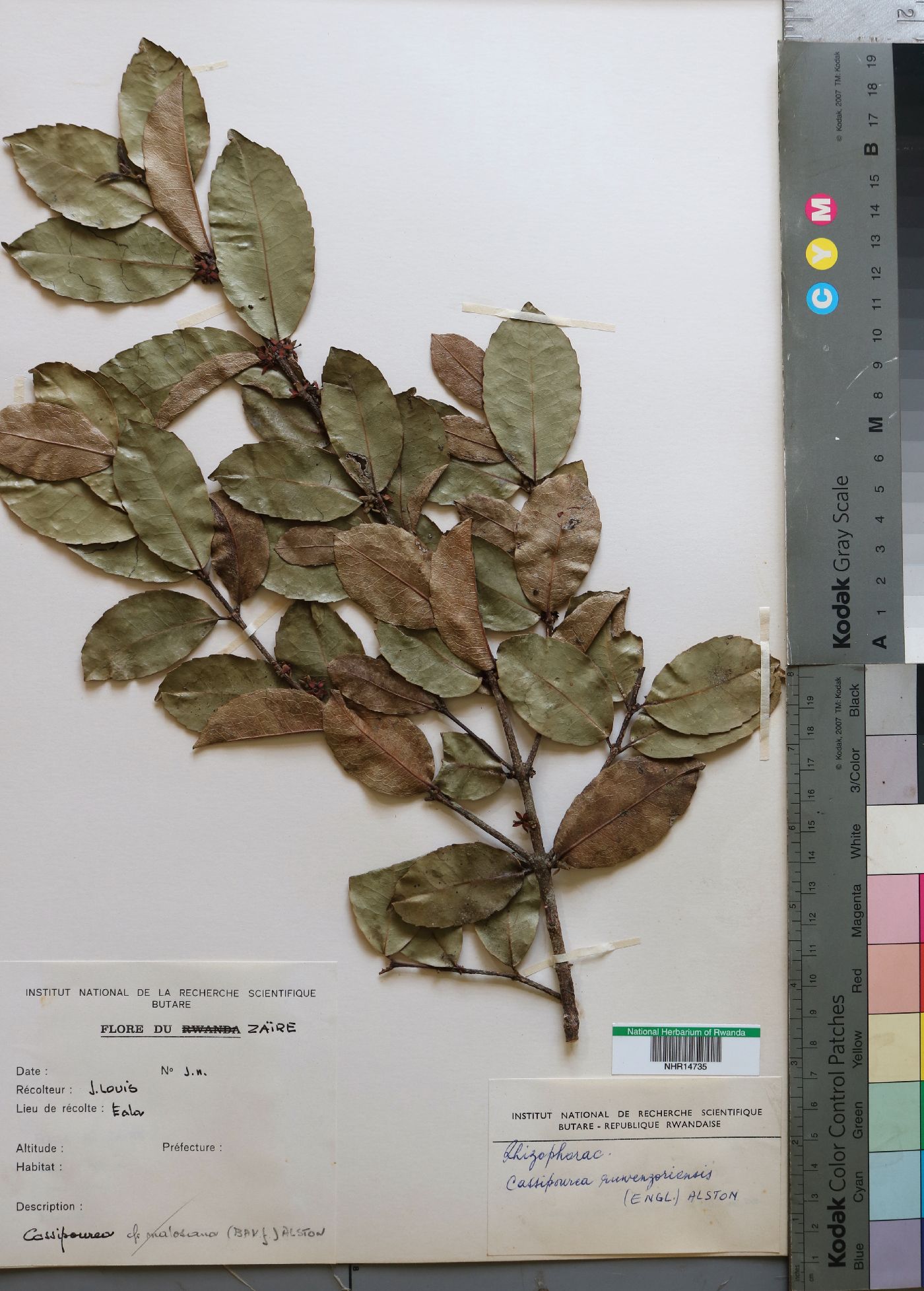 Cassipourea ruwensorensis image