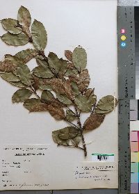 Media resource of Cassipourea ruwensorensis