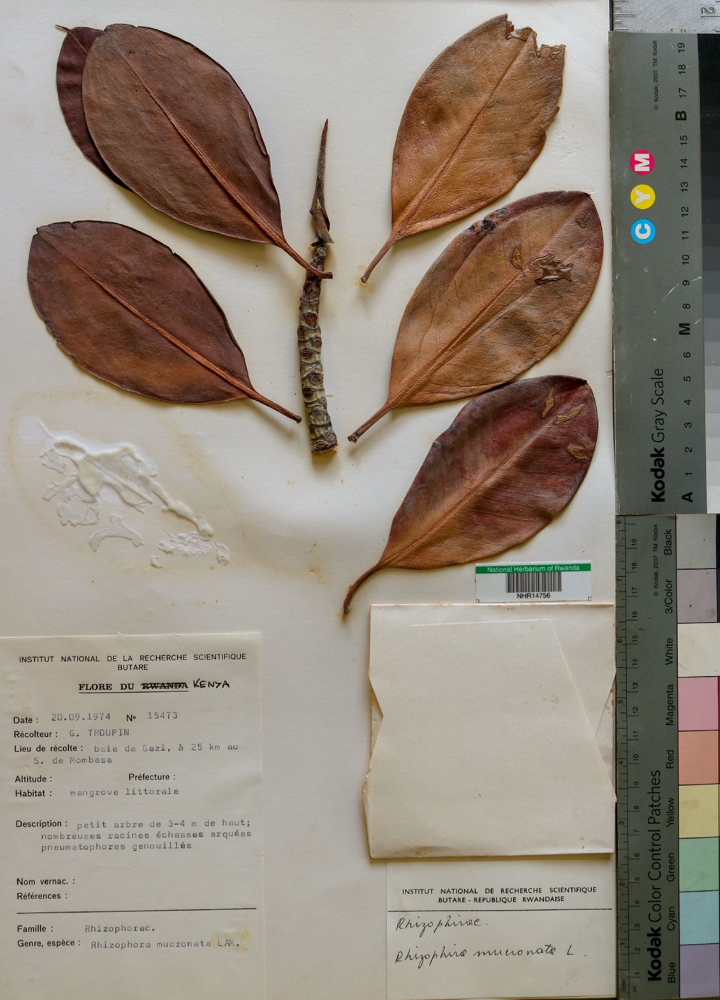 Rhizophoraceae image