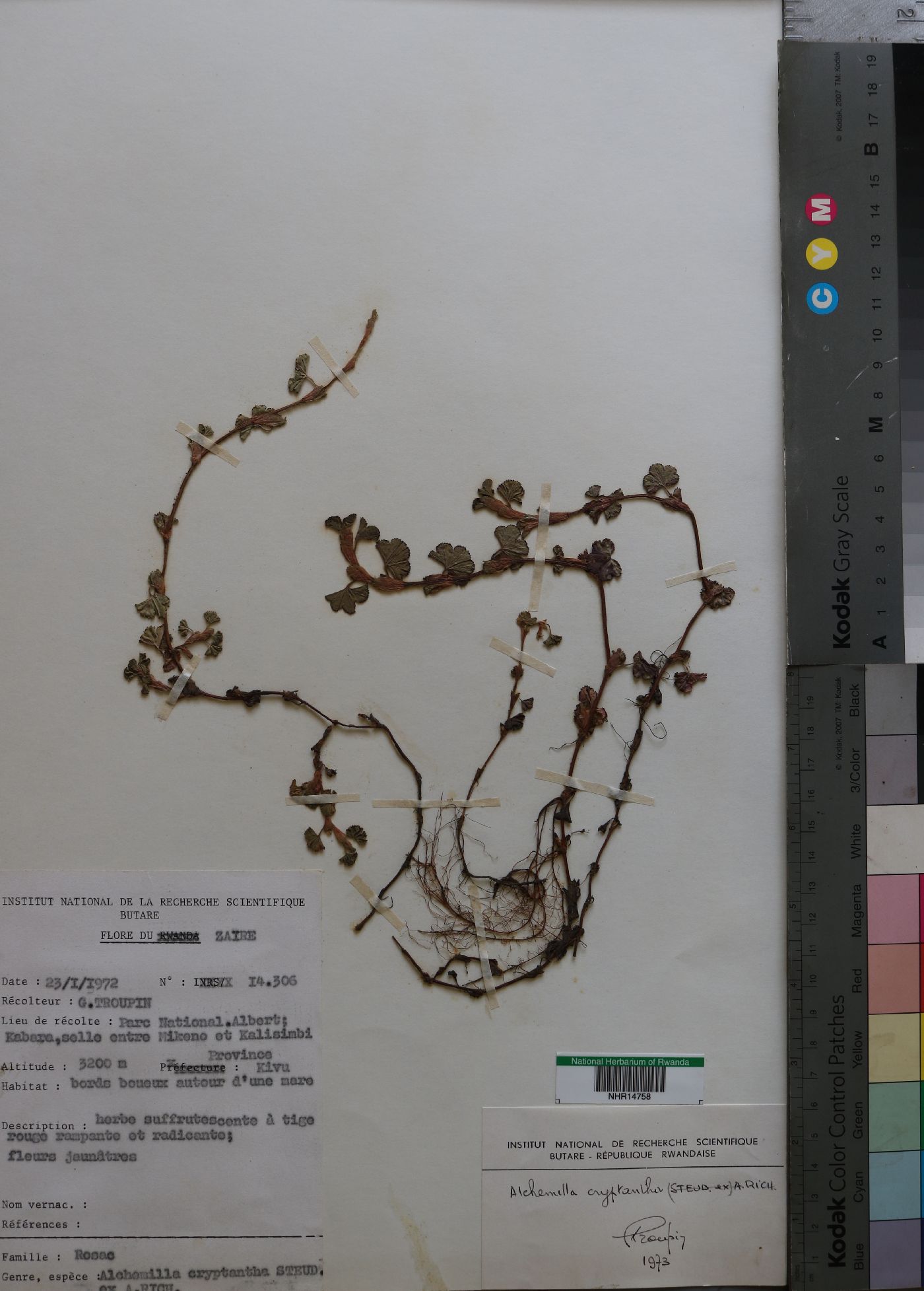 Alchemilla cryptantha image