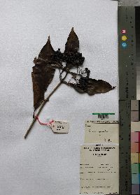 Image Associated With the Occurence