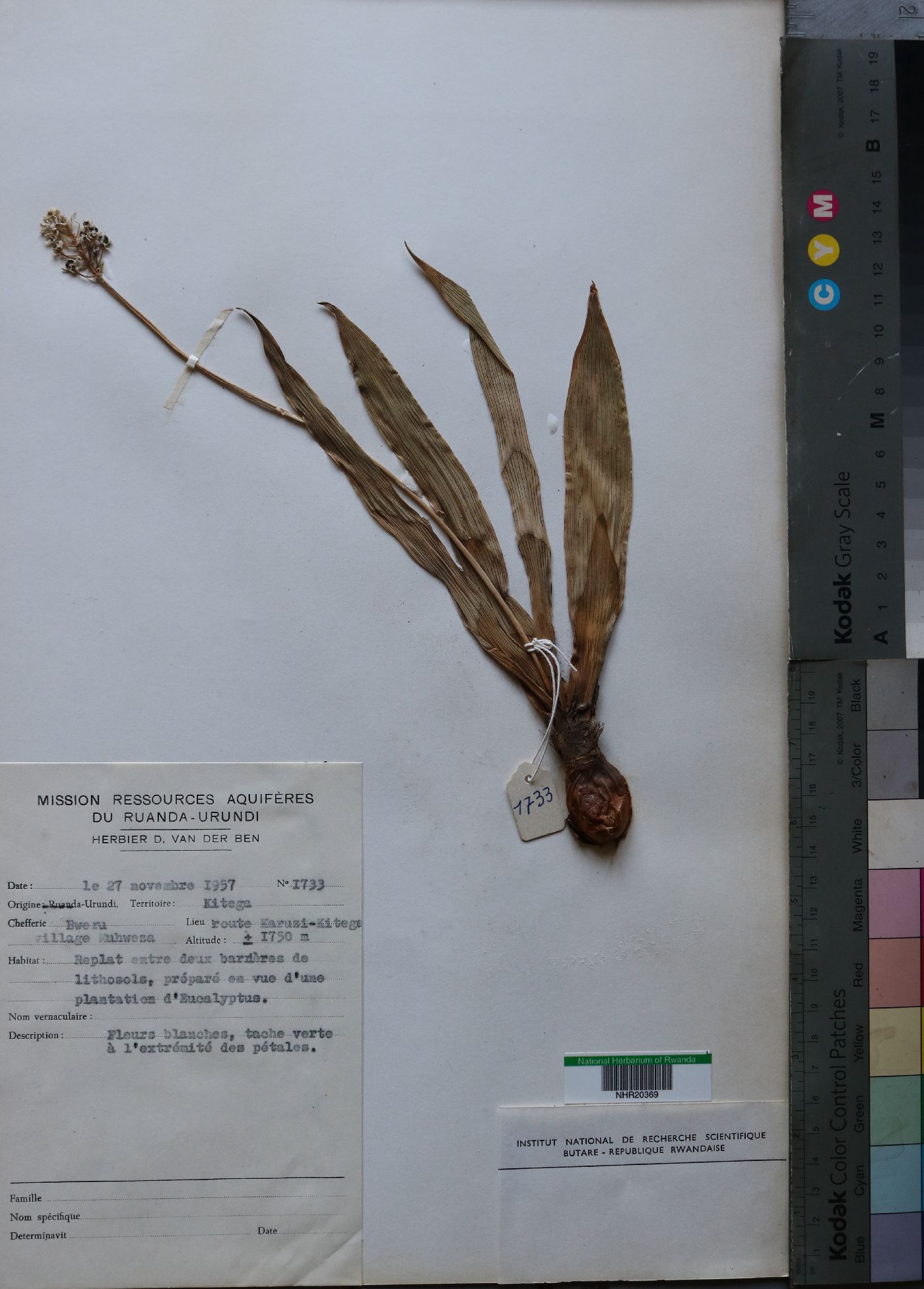 Amaryllidaceae image