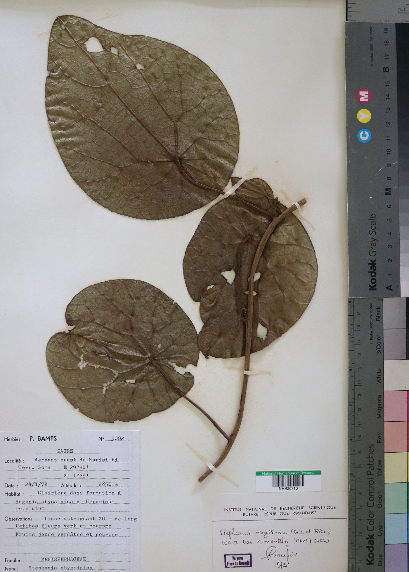 Menispermaceae image