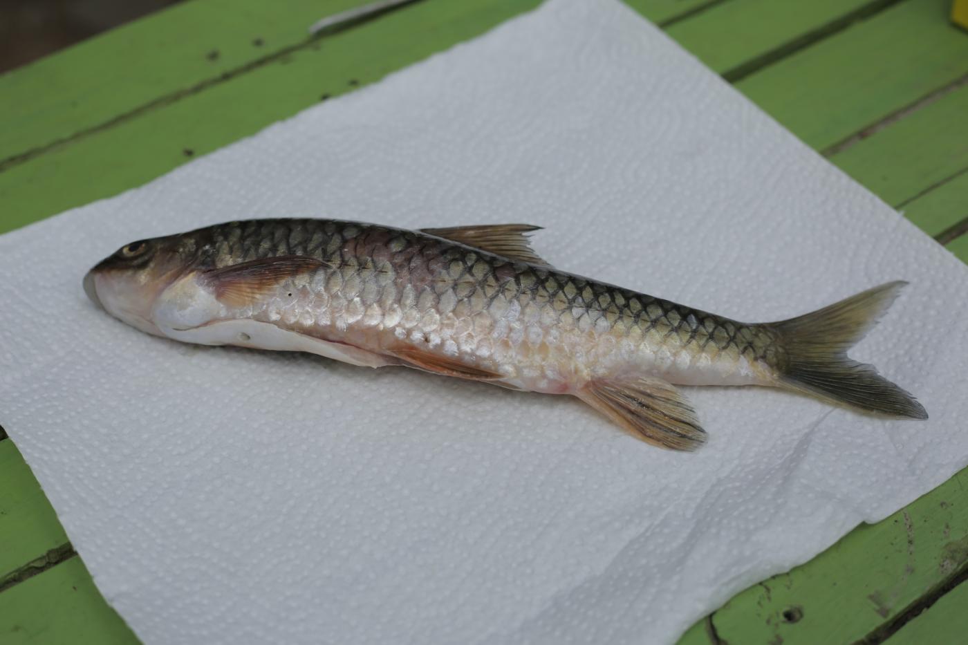 Labeobarbus platystomus image