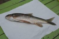 Media resource of Labeobarbus platystomus