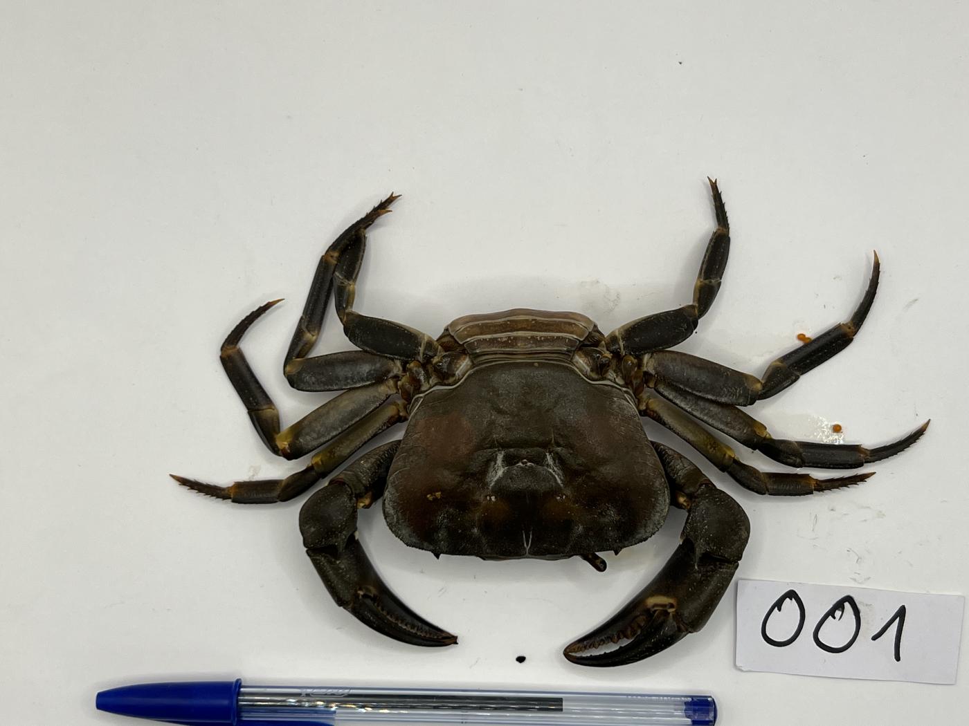 Potamonautidae image