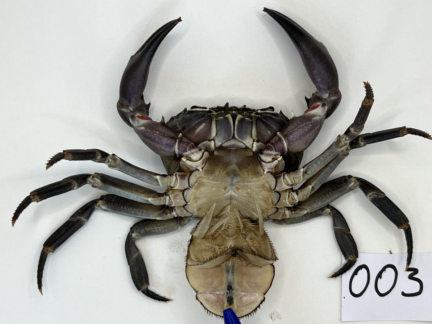 Potamonautidae image