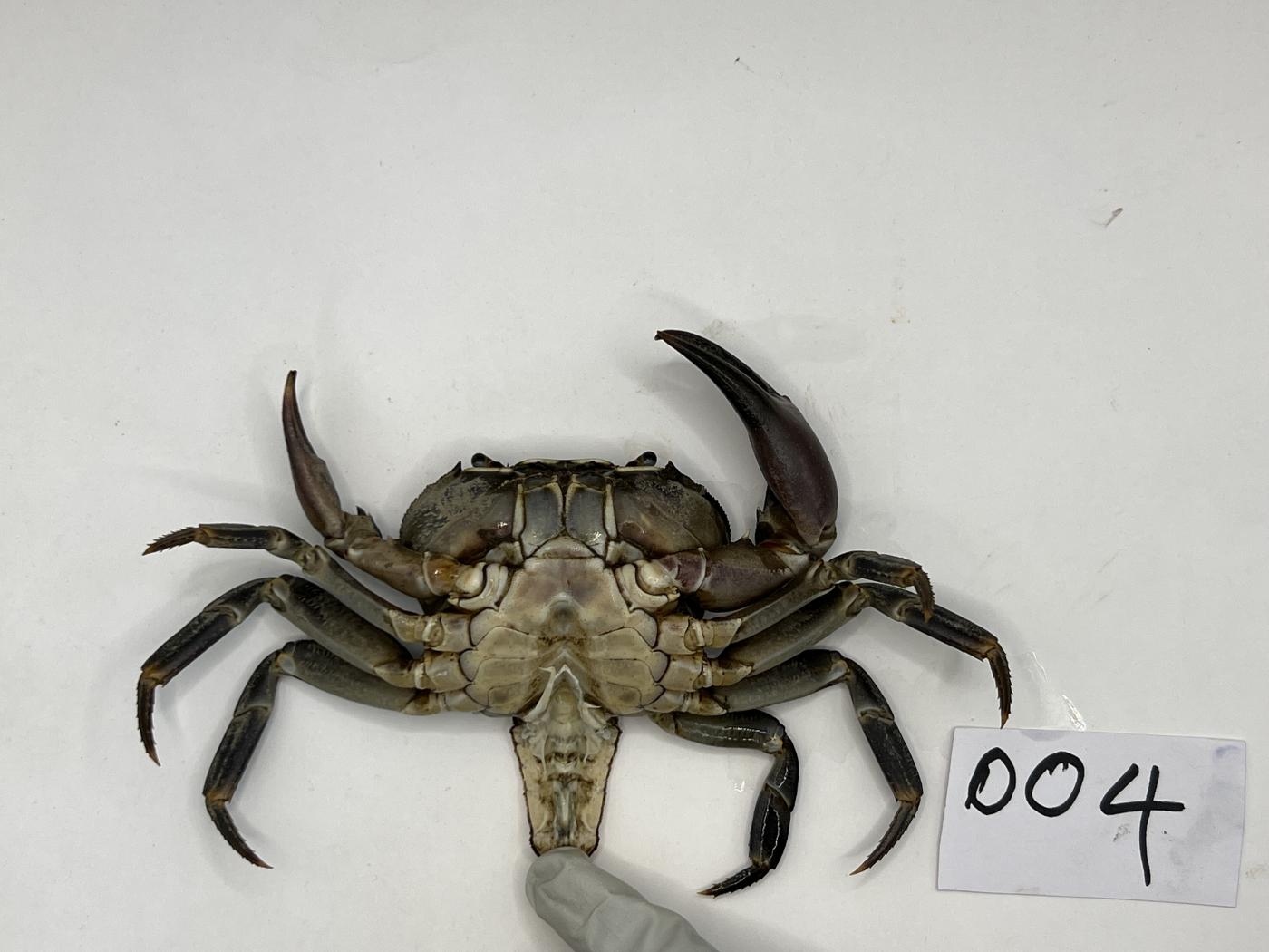 Potamonautidae image