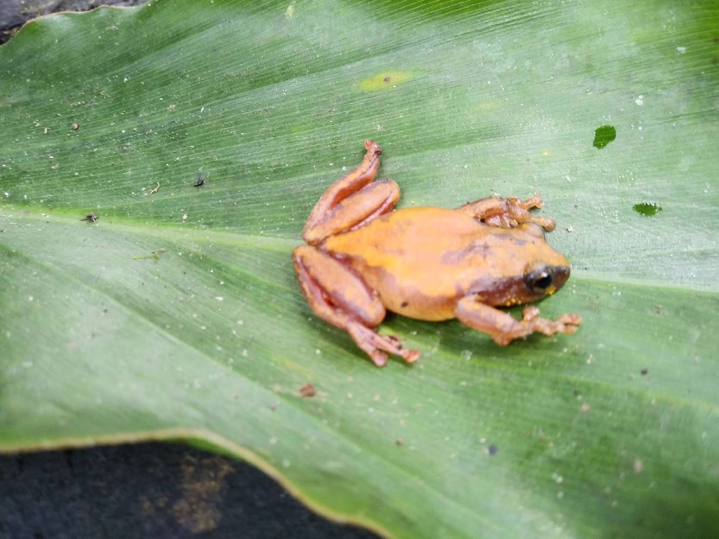 Hyperolius castaneus image